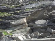 camoscio nella pietraia...