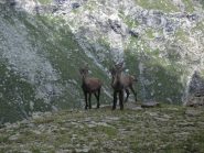 Un trio di giovincelli incontrati ai laghi