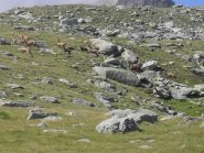 i numerosi animali visti in zona.....