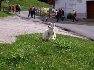 appuntamento per il pranzo alla Malga