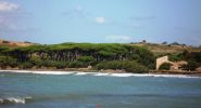 i pini del golfo di Baratti