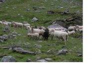 Nel Vallone della Lombarde i greggi non mancano...