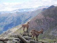 Gli inquilini della Cristalliera