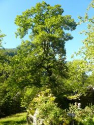 pianta  monumentale
