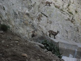 Stambecchi alla caserma delle Portette