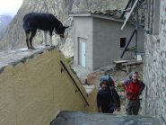 accoglienza al rifugio