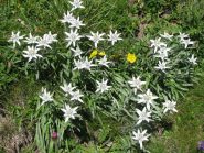 Fioritura al Pian delle Manze