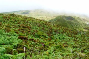 vegetazione lungo il sentiero