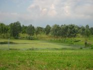 stagno