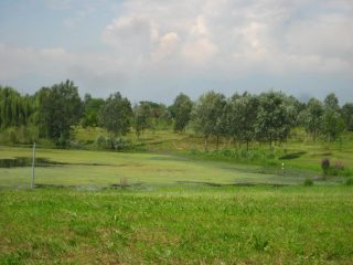 stagno