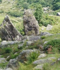 marmotta