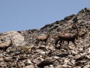 Simpatica famigliola