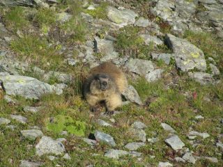 Marmotta