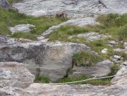 corda fissa e stambecco