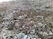 caratteristica conformazione alla piata lazin