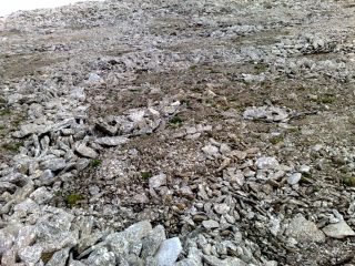 caratteristica conformazione alla piata lazin