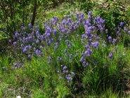 Spledida fioriutra di lavanda