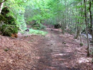 nel bosco della valle del Rio Arno