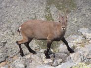 stambecco in cima