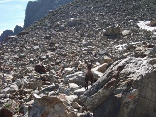 stambecco a guardia della zona!