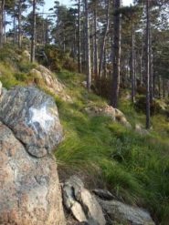 nella pineta prima della collettassa