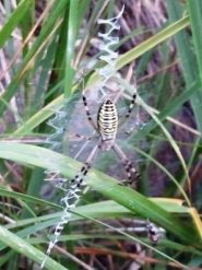 epeira fasciata
