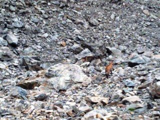 animali sulla via del Carbonè