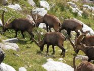 06 - branco di stambecchi che staziona nella zona dei laghi delle Monache