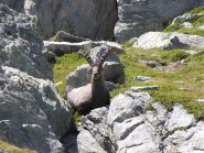 stambecco nella zona del lago delle monache