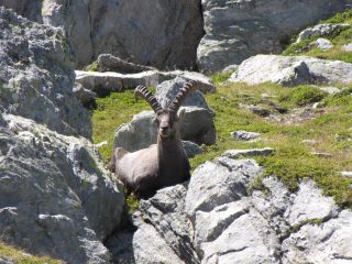 stambecco nella zona del lago delle monache