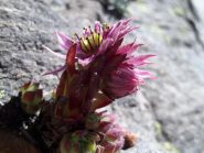 vita tra le rocce