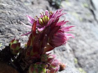 vita tra le rocce