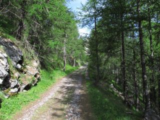 Strada militare all'inizio nel bosco