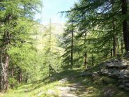 Il bel sentiero al fresco del lariceto