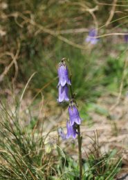Campanula barbata?