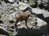 Incontro ravvicinato