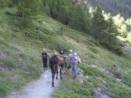 l'incontro col mulo...