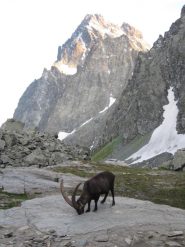 stambecco vicino al rifugio col Monviso alle spalle