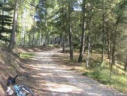 Bel tratto nel bosco