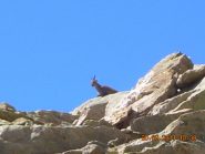 Un camoscio un po' curioso.