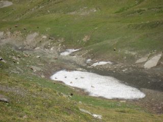 Summit di camosci !!!