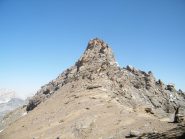 cima della vacca