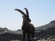 Stambecco (Capra Ibex)