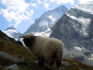 anche lui è il protagonista di queste vallate