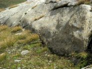 Pernice con pernicina