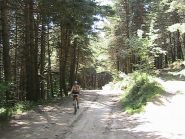 nel bosco