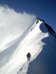 Cresta splendida