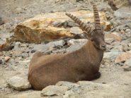 ...scusi sig. stambecco, ...dovrei passare proprio di lì (scendendo dal Passo dei Detriti)