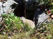 Marmotta in posa