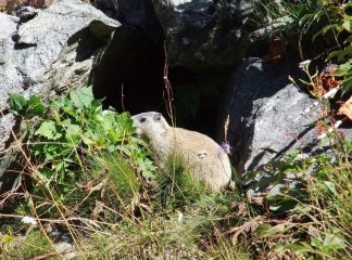 Marmotta in posa